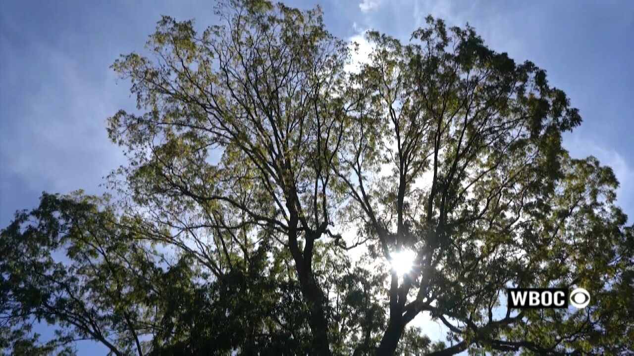 Milton neighbors hope to save historic tree